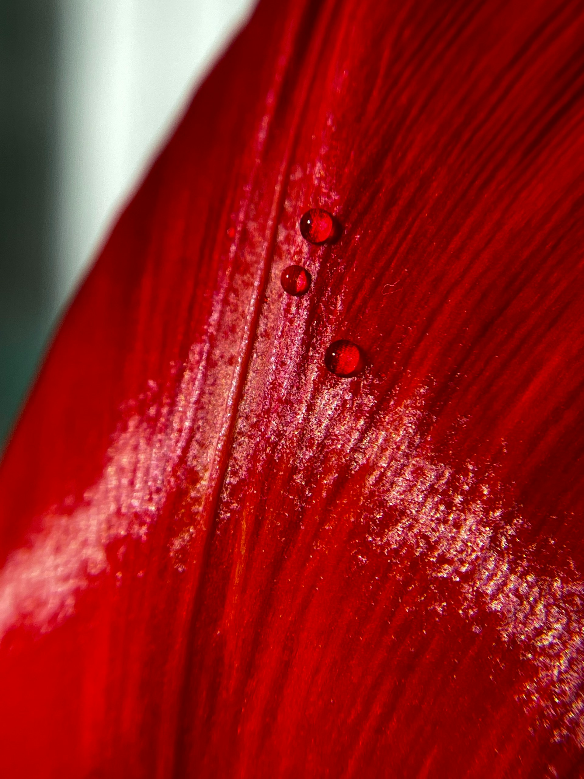 Kristina Alexandrovna AFJxqaZYKA8 Unsplash