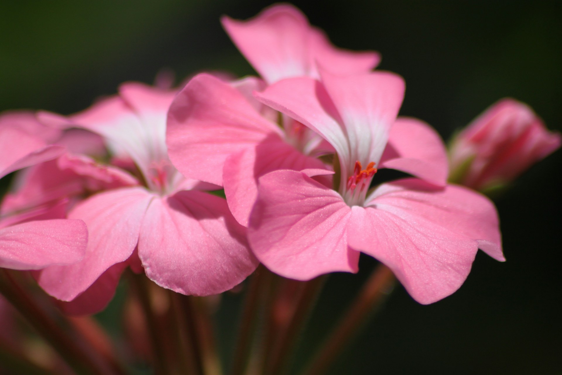 our-services-3 Rahul Saraf BGF9hv Hj5E Unsplash